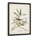 Pl. 28 Vireo Solitarius - John James Audubon | Cuadro decorativo de Canvas Lab