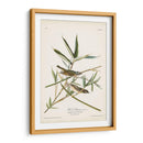 Pl. 28 Vireo Solitarius - John James Audubon | Cuadro decorativo de Canvas Lab