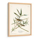Pl. 28 Vireo Solitarius - John James Audubon | Cuadro decorativo de Canvas Lab