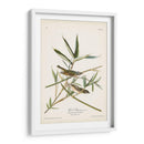 Pl. 28 Vireo Solitarius - John James Audubon | Cuadro decorativo de Canvas Lab