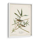 Pl. 28 Vireo Solitarius - John James Audubon | Cuadro decorativo de Canvas Lab