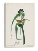 Pl. 30 Vigores Vireo - John James Audubon | Cuadro decorativo de Canvas Lab