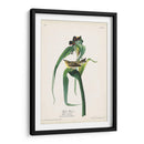 Pl. 30 Vigores Vireo - John James Audubon | Cuadro decorativo de Canvas Lab