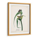 Pl. 30 Vigores Vireo - John James Audubon | Cuadro decorativo de Canvas Lab