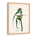 Pl. 30 Vigores Vireo - John James Audubon | Cuadro decorativo de Canvas Lab