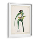 Pl. 30 Vigores Vireo - John James Audubon | Cuadro decorativo de Canvas Lab