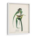 Pl. 30 Vigores Vireo - John James Audubon | Cuadro decorativo de Canvas Lab