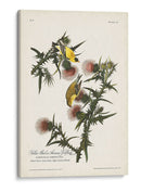 Pl. 33 Finch De Oro Americano - John James Audubon | Cuadro decorativo de Canvas Lab