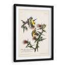 Pl. 33 Finch De Oro Americano - John James Audubon | Cuadro decorativo de Canvas Lab