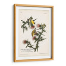 Pl. 33 Finch De Oro Americano - John James Audubon | Cuadro decorativo de Canvas Lab