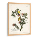Pl. 33 Finch De Oro Americano - John James Audubon | Cuadro decorativo de Canvas Lab