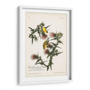 Pl. 33 Finch De Oro Americano - John James Audubon | Cuadro decorativo de Canvas Lab