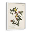Pl. 33 Finch De Oro Americano - John James Audubon | Cuadro decorativo de Canvas Lab
