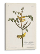Pl. 35 Currucas Para Niños - John James Audubon | Cuadro decorativo de Canvas Lab