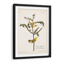 Pl. 35 Currucas Para Niños - John James Audubon | Cuadro decorativo de Canvas Lab