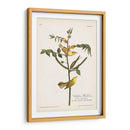 Pl. 35 Currucas Para Niños - John James Audubon | Cuadro decorativo de Canvas Lab