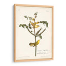 Pl. 35 Currucas Para Niños - John James Audubon | Cuadro decorativo de Canvas Lab