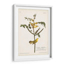 Pl. 35 Currucas Para Niños - John James Audubon | Cuadro decorativo de Canvas Lab