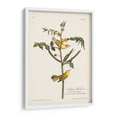 Pl. 35 Currucas Para Niños - John James Audubon | Cuadro decorativo de Canvas Lab