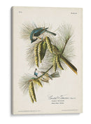Pl. 39 Crested Titmouse - John James Audubon | Cuadro decorativo de Canvas Lab