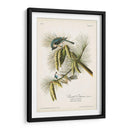Pl. 39 Crested Titmouse - John James Audubon | Cuadro decorativo de Canvas Lab