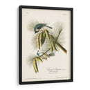 Pl. 39 Crested Titmouse - John James Audubon | Cuadro decorativo de Canvas Lab