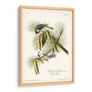 Pl. 39 Crested Titmouse - John James Audubon | Cuadro decorativo de Canvas Lab