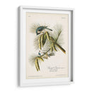 Pl. 39 Crested Titmouse - John James Audubon | Cuadro decorativo de Canvas Lab