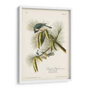 Pl. 39 Crested Titmouse - John James Audubon | Cuadro decorativo de Canvas Lab