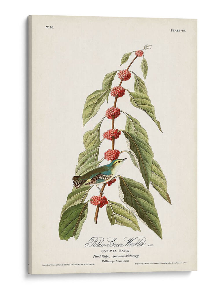 Pl. 49 Curruca Verde - Verde - John James Audubon | Cuadro decorativo de Canvas Lab