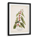 Pl. 49 Curruca Verde - Verde - John James Audubon | Cuadro decorativo de Canvas Lab