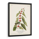 Pl. 49 Curruca Verde - Verde - John James Audubon | Cuadro decorativo de Canvas Lab