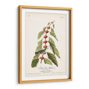 Pl. 49 Curruca Verde - Verde - John James Audubon | Cuadro decorativo de Canvas Lab