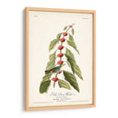 Pl. 49 Curruca Verde - Verde - John James Audubon | Cuadro decorativo de Canvas Lab