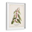 Pl. 49 Curruca Verde - Verde - John James Audubon | Cuadro decorativo de Canvas Lab