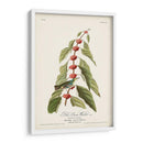 Pl. 49 Curruca Verde - Verde - John James Audubon | Cuadro decorativo de Canvas Lab