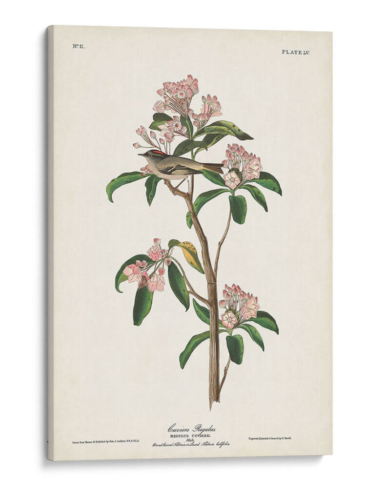 Pl. 55 Cubiers Regulus - John James Audubon | Cuadro decorativo de Canvas Lab