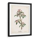 Pl. 55 Cubiers Regulus - John James Audubon | Cuadro decorativo de Canvas Lab
