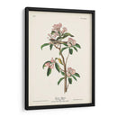 Pl. 55 Cubiers Regulus - John James Audubon | Cuadro decorativo de Canvas Lab