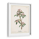 Pl. 55 Cubiers Regulus - John James Audubon | Cuadro decorativo de Canvas Lab