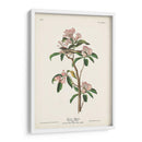 Pl. 55 Cubiers Regulus - John James Audubon | Cuadro decorativo de Canvas Lab