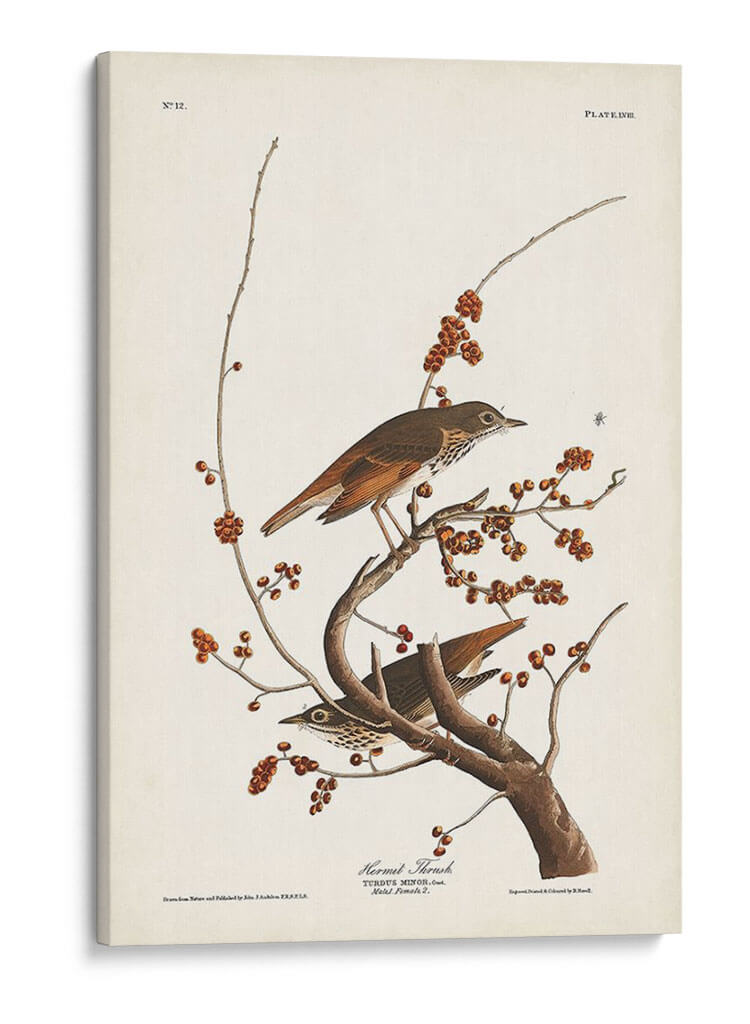 Pl. 58 Hermit Thrush - John James Audubon | Cuadro decorativo de Canvas Lab