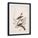 Pl. 58 Hermit Thrush - John James Audubon | Cuadro decorativo de Canvas Lab