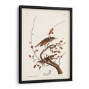 Pl. 58 Hermit Thrush - John James Audubon | Cuadro decorativo de Canvas Lab