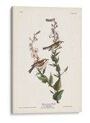 Pl. 59 Curruca De Caras De Castaño - John James Audubon | Cuadro decorativo de Canvas Lab