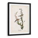 Pl. 59 Curruca De Caras De Castaño - John James Audubon | Cuadro decorativo de Canvas Lab