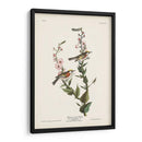 Pl. 59 Curruca De Caras De Castaño - John James Audubon | Cuadro decorativo de Canvas Lab