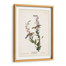 Pl. 59 Curruca De Caras De Castaño - John James Audubon | Cuadro decorativo de Canvas Lab