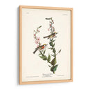 Pl. 59 Curruca De Caras De Castaño - John James Audubon | Cuadro decorativo de Canvas Lab