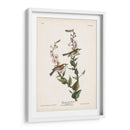 Pl. 59 Curruca De Caras De Castaño - John James Audubon | Cuadro decorativo de Canvas Lab